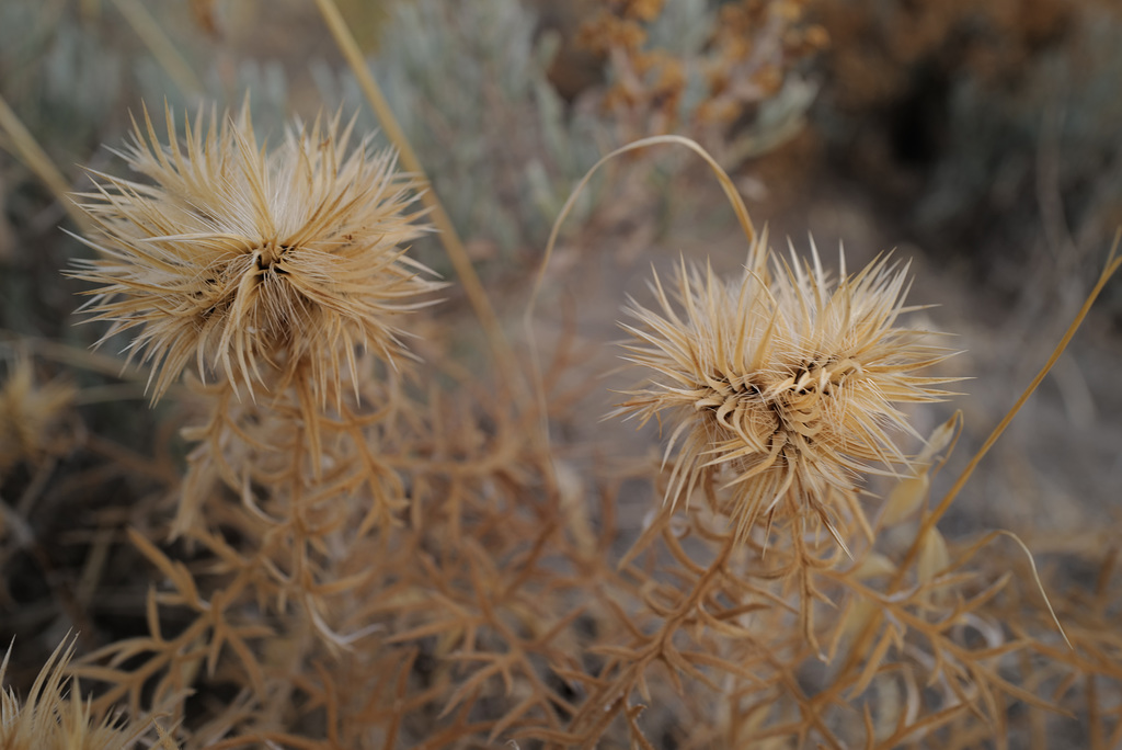 Echinops strigosus