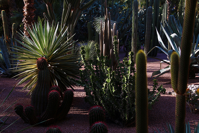 Jardins botaniques et exotiques à Marrakech