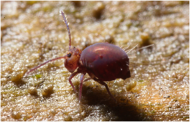 IMG 8793 Springtail