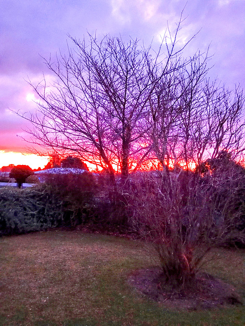 Sunset Through Branches.