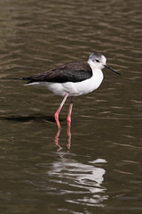 parc ornithologique de Pont de Gau (Camargue)