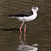 parc ornithologique de Pont de Gau (Camargue)