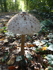 Pilz und Sonne im Wald