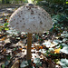 Pilz und Sonne im Wald