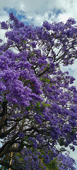 jacarandah tree in flower