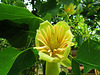 Floro de la tuliparbo