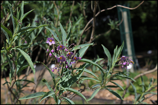 Solanum glaucophyllum (9)