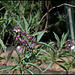 Solanum glaucophyllum (9)