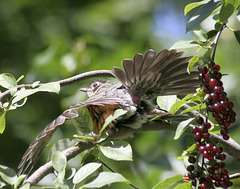 jeune merle d'Amérique / young robin