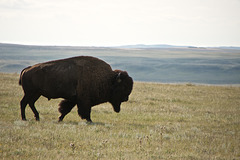 OMB bison 2015