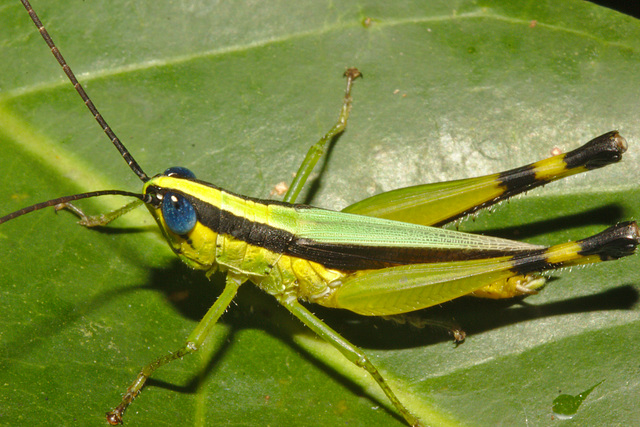 IMG 8472grasshopper