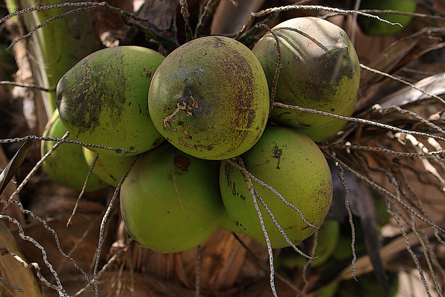 Réchauffement climatique en Beauce , depuis hier mes noix de coco sont mûres .