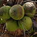 Réchauffement climatique en Beauce , depuis hier mes noix de coco sont mûres .