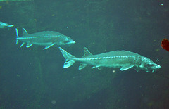 atlantic sturgeon biodome DSC 2833