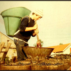 Vendange Samonac (Cotes du Bourg). October 1979 Vendange Samonac (Cotes du Bourg). October 1979