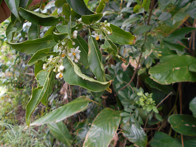 DSCN1353 - canema Solanum pseudoquina (ex-inaequale), Solanaceae