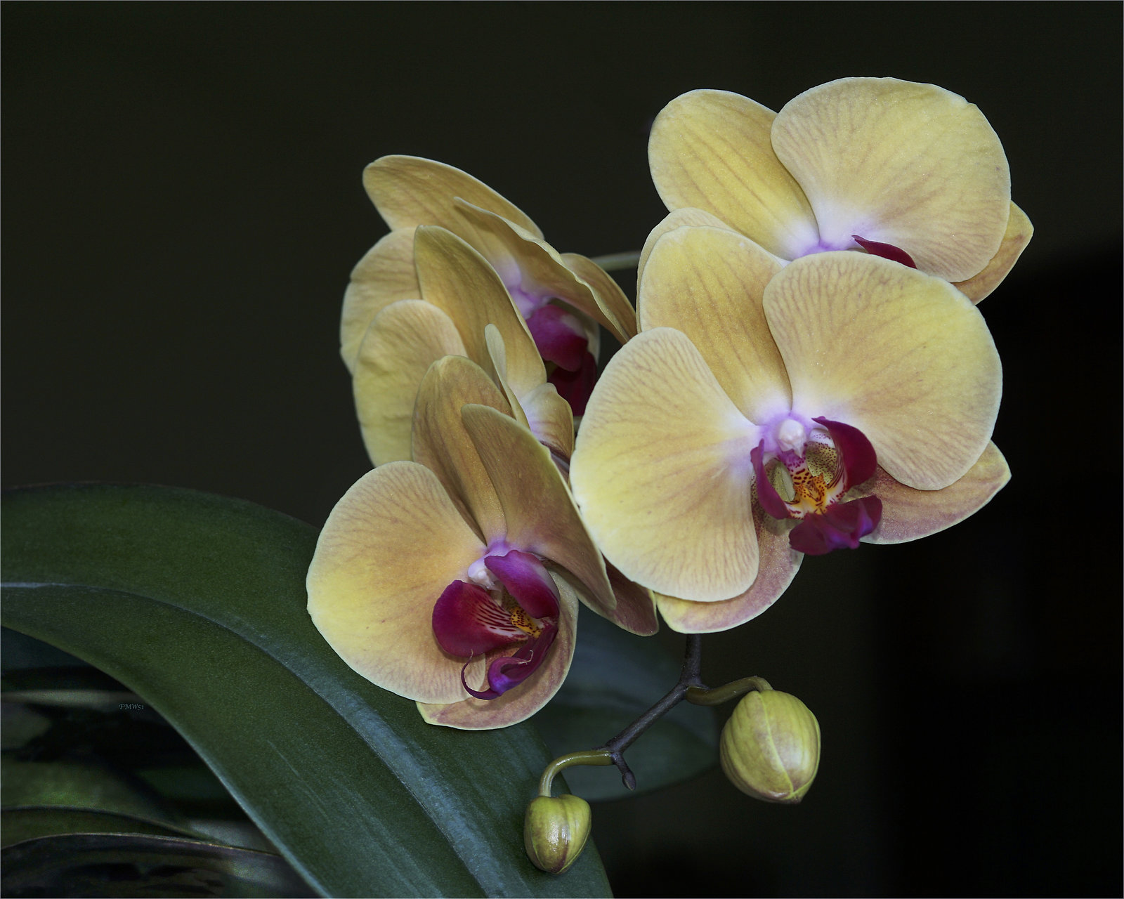 Gelbe Phaleanopsis-Blüten