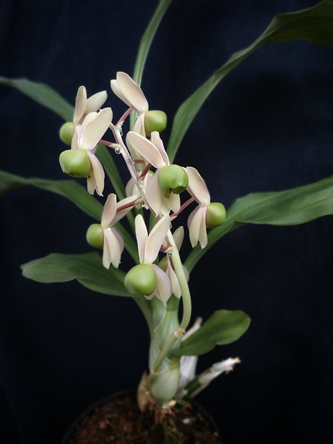 Catasetum matogrossense