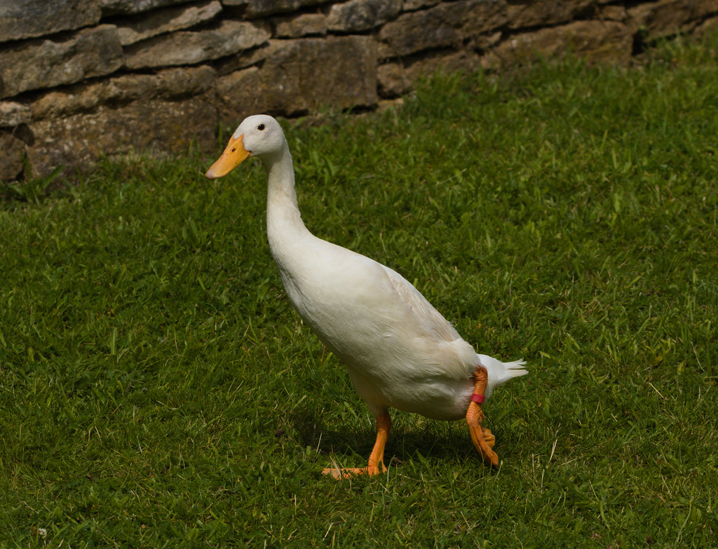 DuckEF7A9953