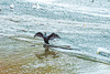 Cormerant on the weir, River Dee,Chester