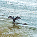 Cormerant on the weir, River Dee,Chester