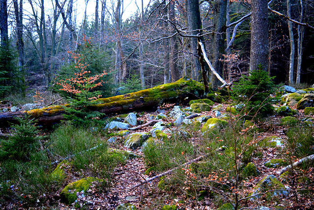 Ardennen...