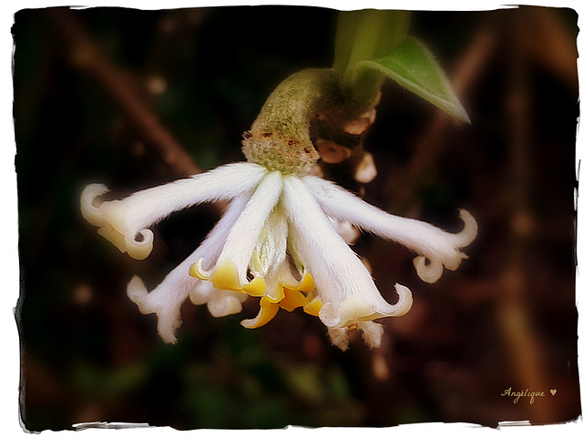 Edgeworthia ...........???????? ........Pour Lucette ♥ Edgeworthia ...........???????? ........Pour Lucette ♥