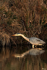 En chasse de pêche