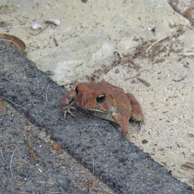 Dwarf American toad