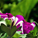 Petunias are varied, so it'll be interesting to see what colours come up