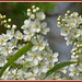 Beautyfull Flowers   (Prunus Padus -José Manuel)