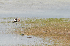 avocet on one leg