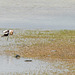 avocet on one leg