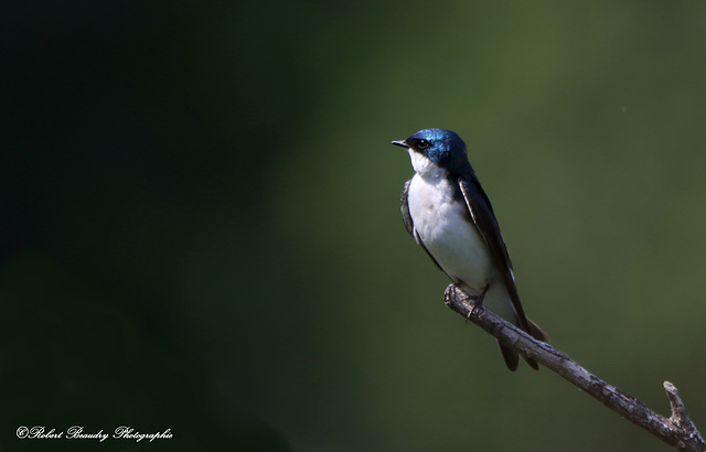 Hirondelle bicolore