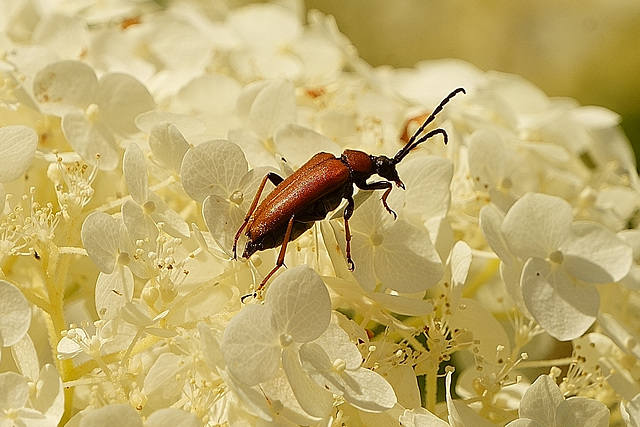 Kleiner Bockkäfer auf weißer Hortensie