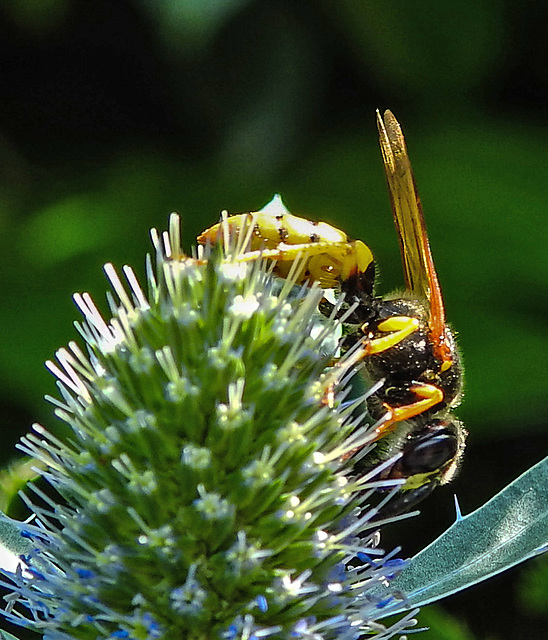 20230720 2673CPw [D~LIP] Flachblättriger Mannstreu (Eryngium planum), Bienenwolf (Philantus triangulum), Bad Salzuflen