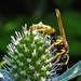 20230720 2673CPw [D~LIP] Flachblättriger Mannstreu (Eryngium planum), Bienenwolf (Philantus triangulum), Bad Salzuflen