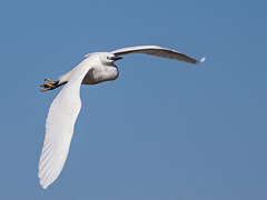 parc ornithologique de Pont de Gau (Camargue)