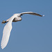 parc ornithologique de Pont de Gau (Camargue)