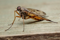 Snipe Fly (Rhagio scolopaceus.)