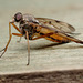 Snipe Fly (Rhagio scolopaceus.)