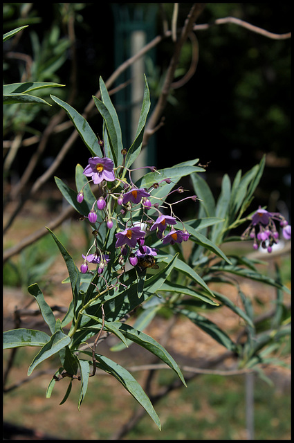 Solanum glaucophyllum (11)