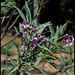 Solanum glaucophyllum (11)