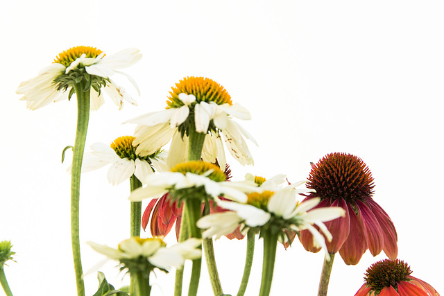 (225/365) Dancing Echinacea