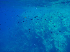 Malta, Underwater Life of Cominotto