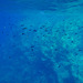 Malta, Underwater Life of Cominotto