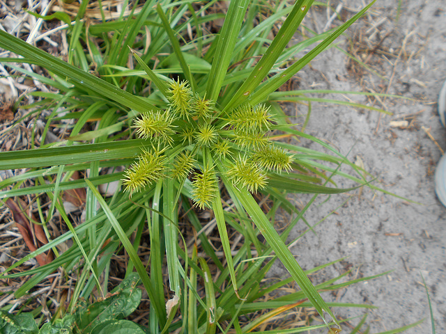 DSCN1354 - Cyperus hermaphroditus, Cyperaceae