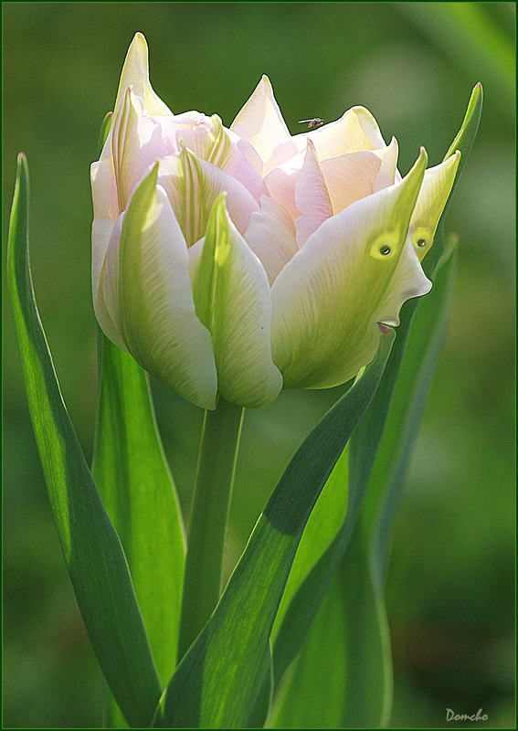 Troll de tulipe