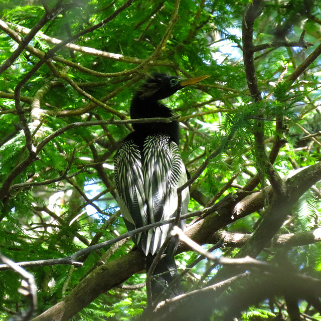 Anhinga