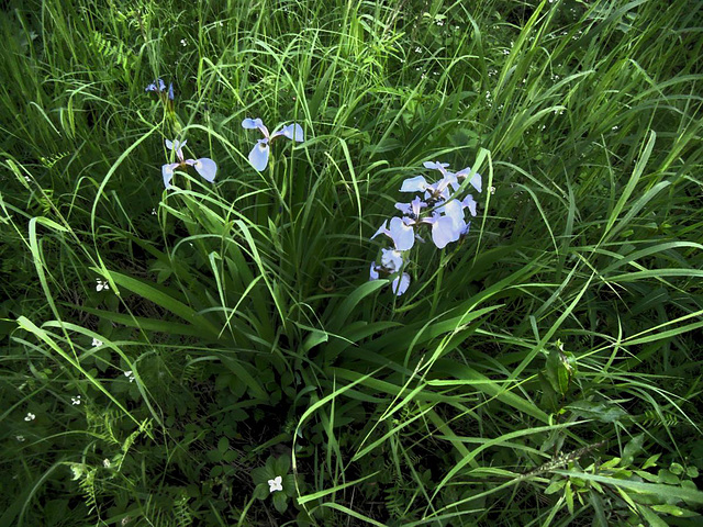 Wild Iris